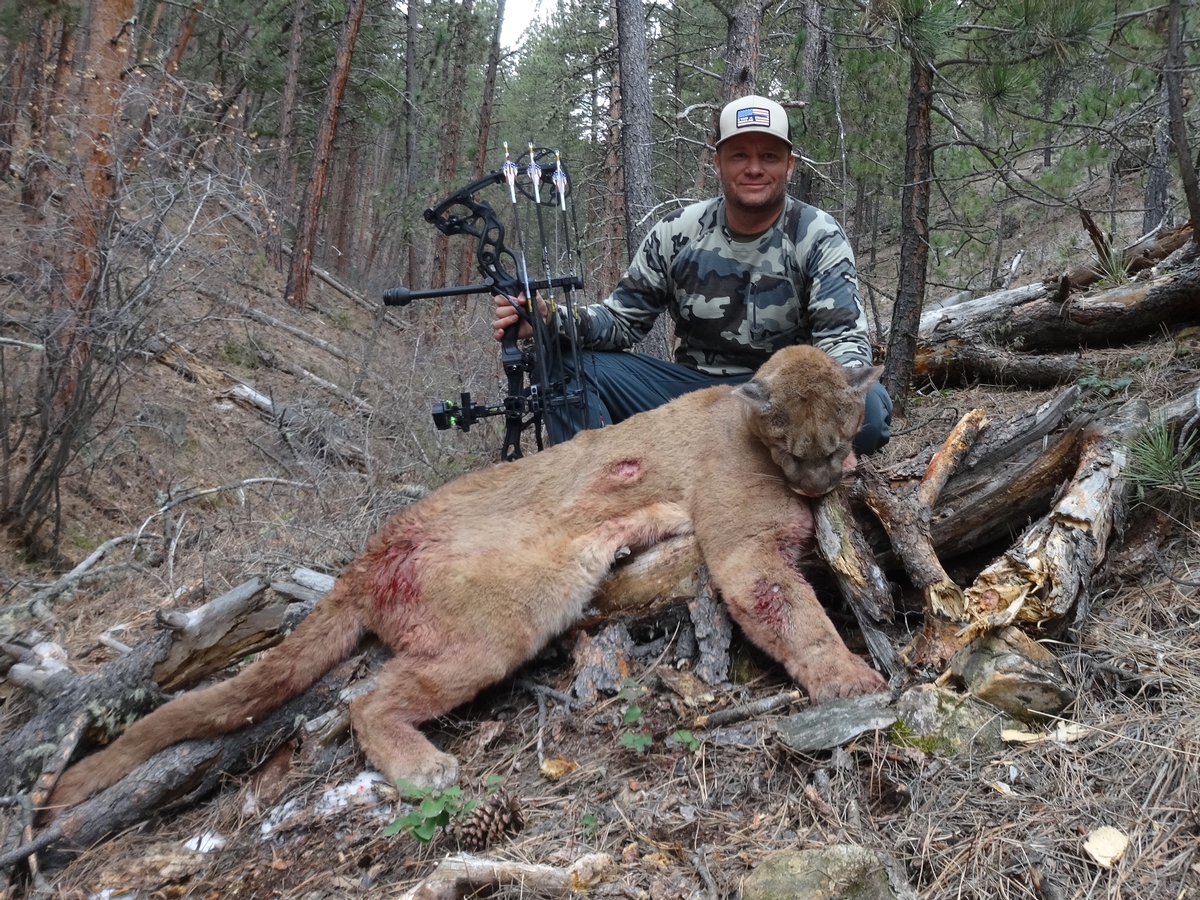 Mountain Lion Hunts WY